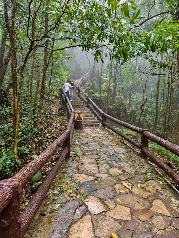Stone steps through a lush, misty forest